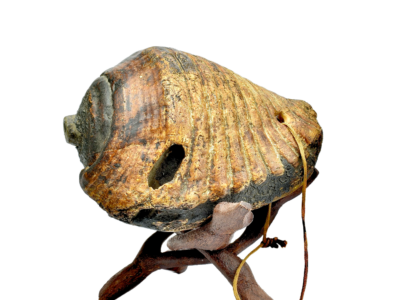Moche Pututu Trumpet Shell Horn