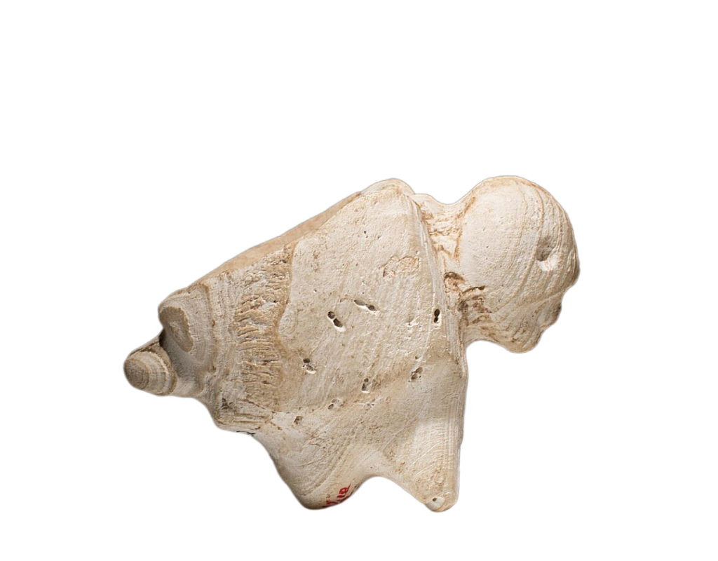 A Manteno Shell Parrot Mortar Artifact.