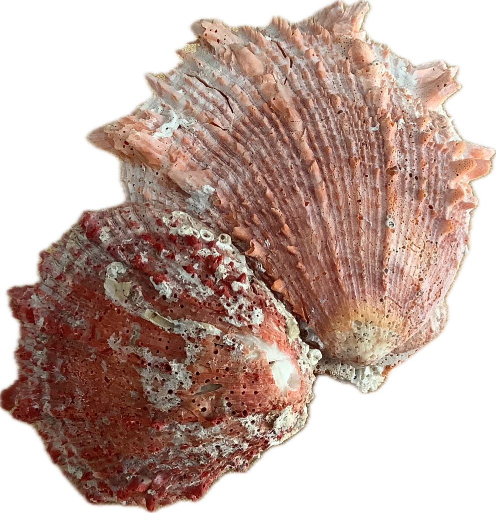 A photo of spondylus shells showcasing its striking red and orange color pattern.