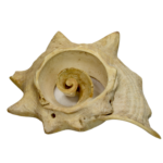 Aztec Carved Shell Ornament of Ehecatl
