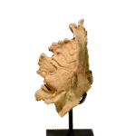 Maya Solar or Ancestral Supernatural Head Fragment